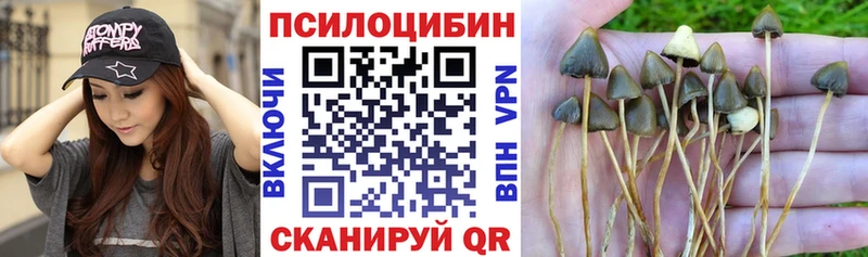Псилоцибиновые грибы Psilocybine cubensis  Котельниково 